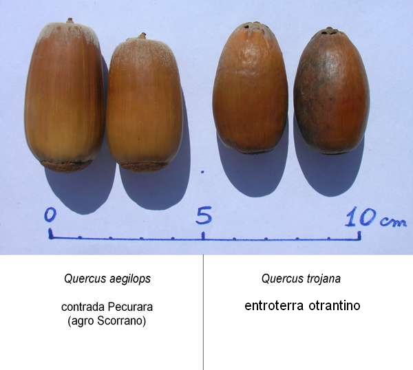 FRAGNO di variet macrobalana?